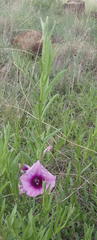 Ipomoea oenotheroides