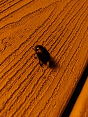 Euetheola