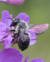 Megachile gemula