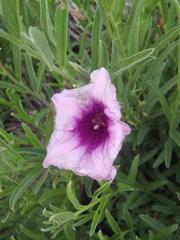 Ipomoea oenotheroides