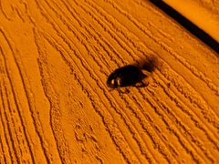 Euetheola