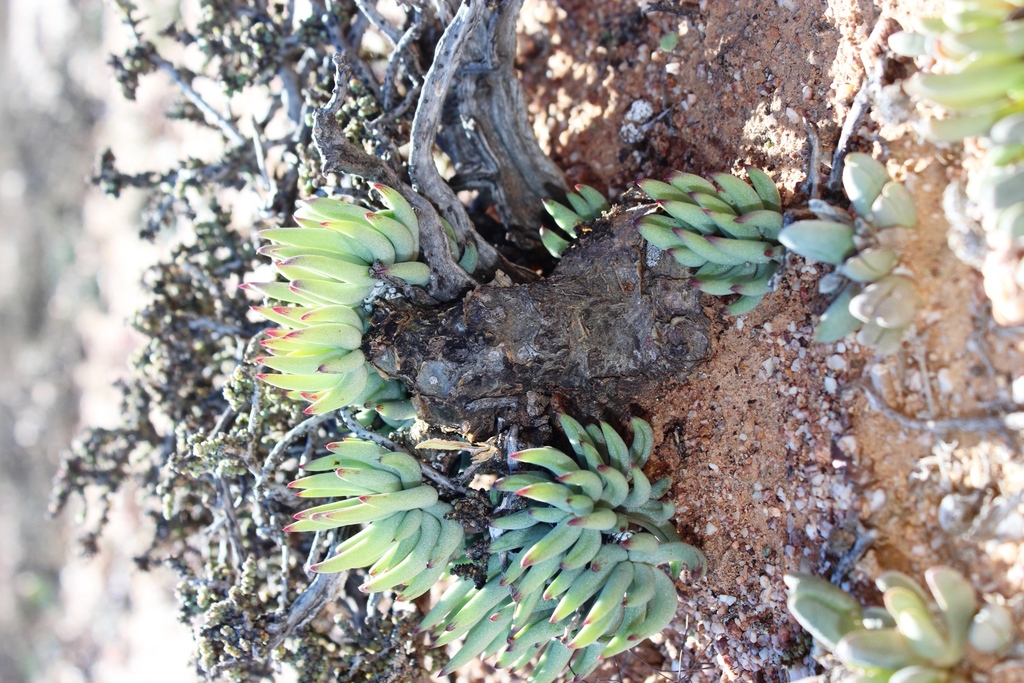 Tylecodon pearsonii, West Coast, ZA-WC, ZA