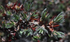 Cliffortia weimarckii