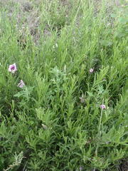 Ipomoea oenotheroides