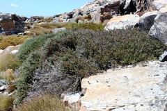 Cliffortia weimarckii