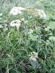 Pimpinella saxifraga
