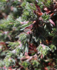 Cliffortia weimarckii