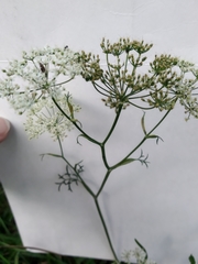 Pimpinella saxifraga