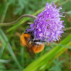 Bombus pascuorum gotlandicus