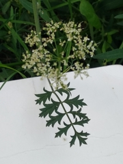 Pimpinella saxifraga