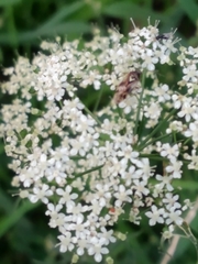 Pimpinella saxifraga