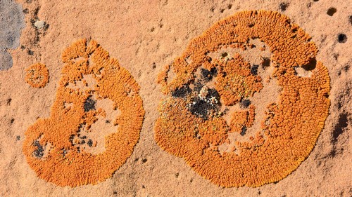 Desert Firedot Lichen