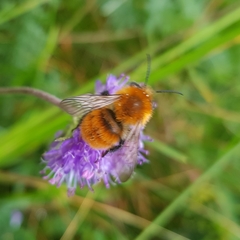 Bombus pascuorum gotlandicus