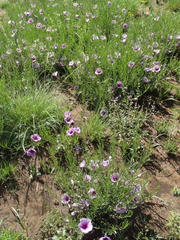 Ipomoea oenotheroides