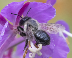 Megachile gemula