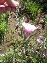 Ipomoea oenotheroides