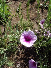 Ipomoea oenotheroides