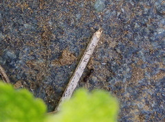 Cardiocondyla elegans