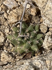 Mammillaria peninsularis