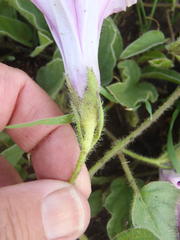 Ipomoea oblongata