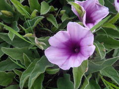 Ipomoea oblongata