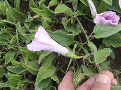 Ipomoea oblongata