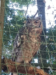 Bubo