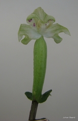 Disperis lindleyana