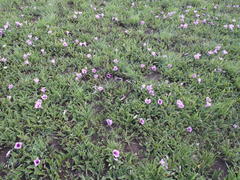 Ipomoea oblongata