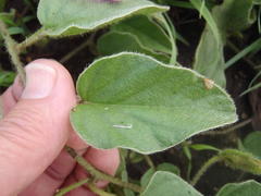 Ipomoea oblongata