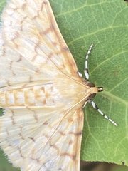 Polygrammodes flavidalis