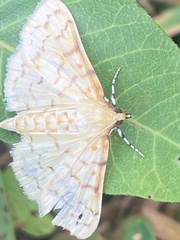 Polygrammodes flavidalis