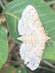 Polygrammodes flavidalis