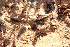 Crematogaster melanogaster