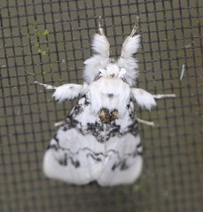 Iropoca rotundata