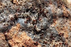 Crematogaster melanogaster
