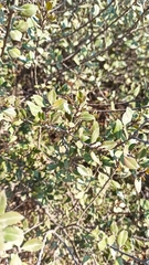 Rhamnus insula