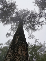 Pseudotsuga macrocarpa