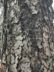 Pseudotsuga macrocarpa