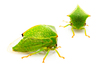 Buffalo Treehopper - Photo (c) Pierrick Bloin, some rights reserved (CC BY-NC), uploaded by Pierrick Bloin