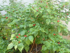 Capsicum chacoense