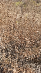 Salvia brandegeei