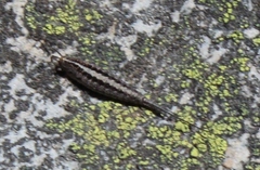 Meinertellidae