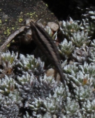Meinertellidae