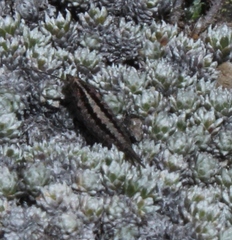 Meinertellidae