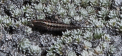 Meinertellidae