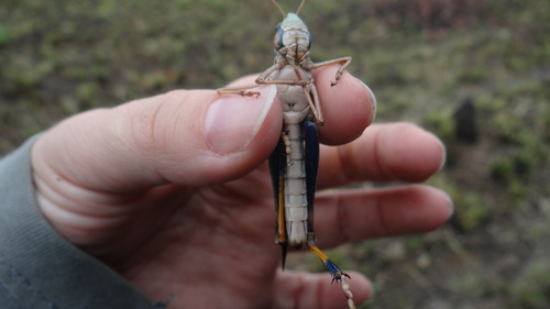 Gafanhoto (Rhammatocerus schistocercoides)