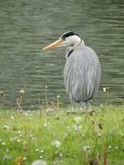 Ardea cinerea