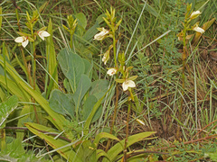 Eulophia parvilabris