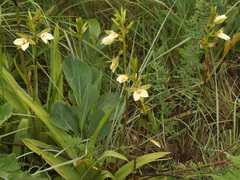 Eulophia parvilabris